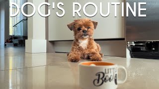 My Dog's Full Day Routine | A day in the life of the cutest morkie Carl