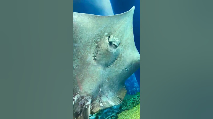 How stingray eats #shorts #seaworld #stingray #viral #ctto