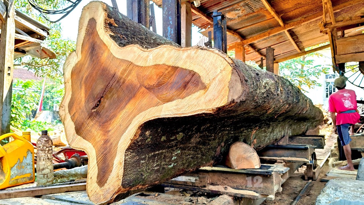 Amazing discovery of a giant joar tree, hundreds of years old, at the sawmill