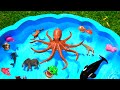 Sea Animals and Wild Animal Toys For Kids - Let&#39;s Learn Animal Names!