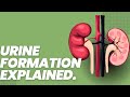 Learn how the body forms urine.