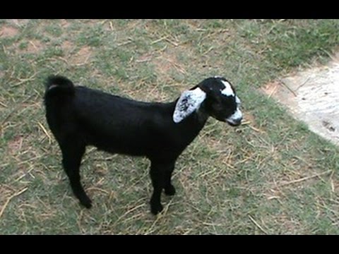 Crazy 2 month old goat can't find mom 