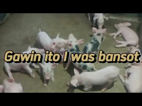 paraan upang lumaki ng maayos ang mga alagang baboy/ feed chickens/ vegetable update