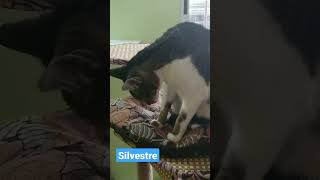 Silvestre y su primera experiencia en Esfinge Hotel Felino
