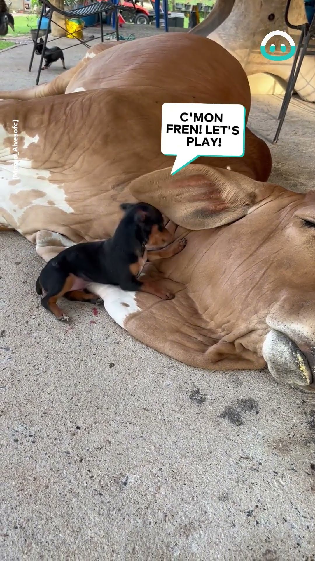 Little Puppy Loves On Wrinkly Cow || ViralHog