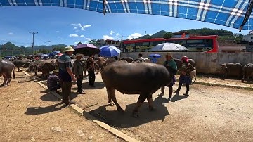 Chợ Trâu Bắc Hà Nóng Hơn Bao Giờ Hết – Trâu Đẹp Về Liên Tục!