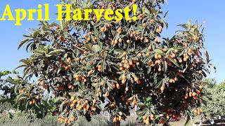 Harvest Heats up in April + Q&A  | The Desert Farmer Podcast -  Episode 78