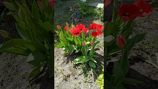 Расцвели цветочки🌷 у меня в садочке #личность #психология #юмор #социальнаяпсихология