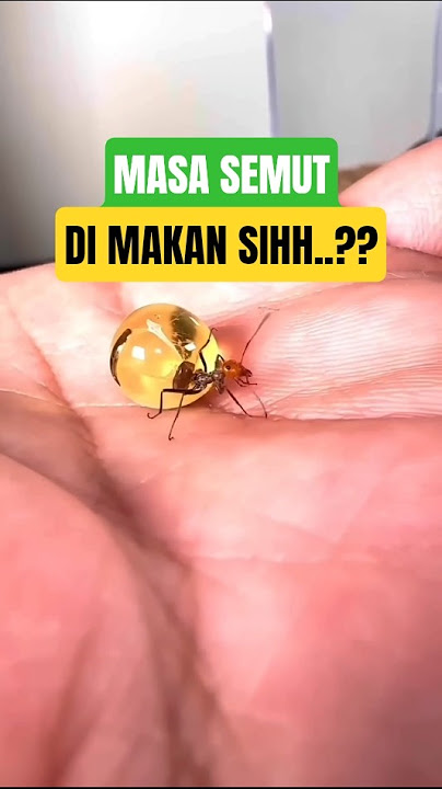 Jenis semut yang bisa di makan dan manis #serangga #hewanpeliharaan #fyp