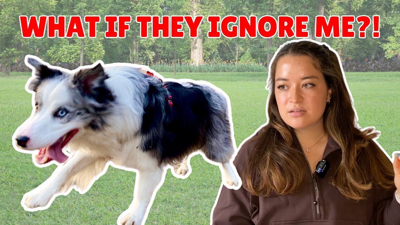 Dog Won’t Come When Called? How to FIX It In a Few EASY Steps! (& What To Do If They Ignore)