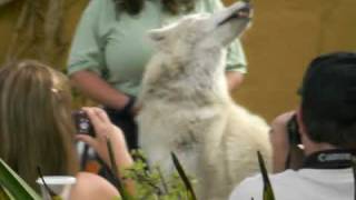 Arctic Wolf Howls on Cue