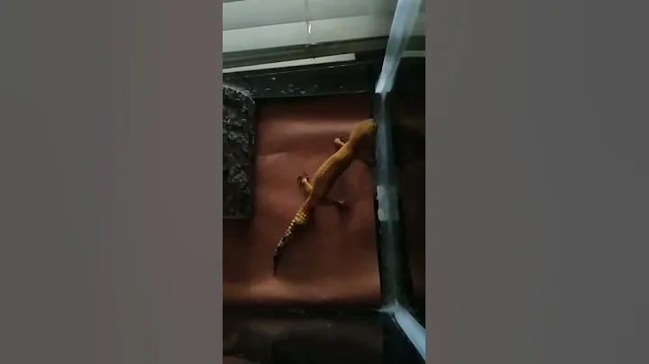 Leopard gecko eating a cricket
