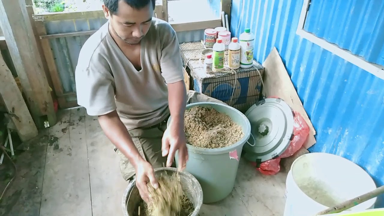 Pemberian pakan fermentasi untuk ayam👍👍 