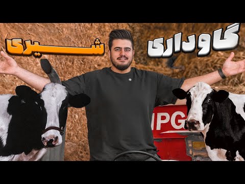 درآمد گاوداری شیری روزانه ۵۰ ملیون سود خالص