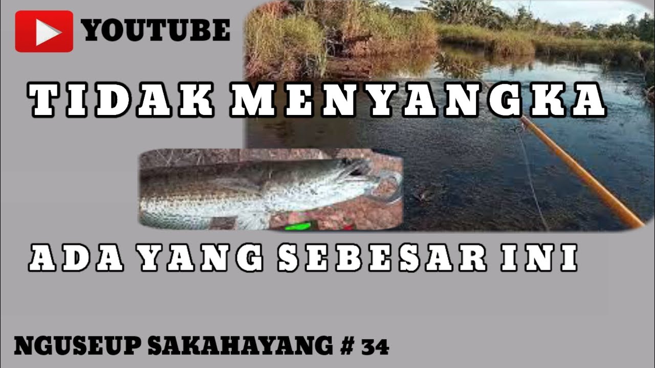 PANTANG MENYERAH NGEBOLANG MENCARI SARANG IKAN GABUS || NS 34