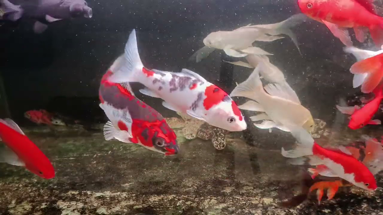 Unboxing Ikan Hias Warna Warni, Ikan Mas Koki, Ikan Oscar, Ikan Cupang, Ikan Lele, Ikan Glofish