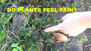 CAN PLANTS FEEL PAIN? DO PLANTS HAVE FEELINGS?