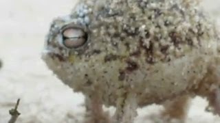 'World's Cutest Frog' makes weird sound