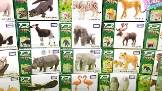 Wild Animals  Rhino, Gorilla, Okapi, Zebra, Cheetah, Elephant, Reindeer, Lioness, Owl, Flamingo