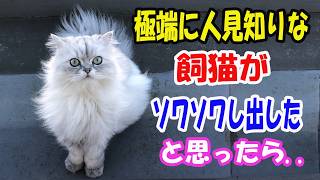 極端に人見知りな飼猫がソワソワしだしたと思ったら..【猫の不思議な話】【朗読】