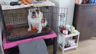 @lifeisgood9091# British bulldog # Meatloaf 's routine life in Vancouver