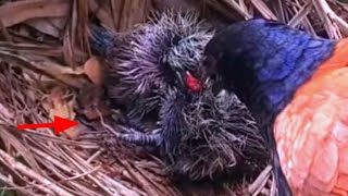 ANAK BURUNG YANG DISIA-SIAKAN DISERET KELUAR DARI SARANG