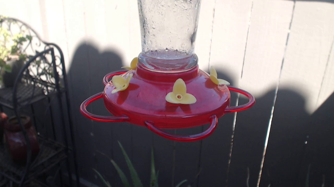 video phone beyonce mp3 Bella Hummingbird Nest Cam 08-31-2018 14:29:52 - 15:29:52