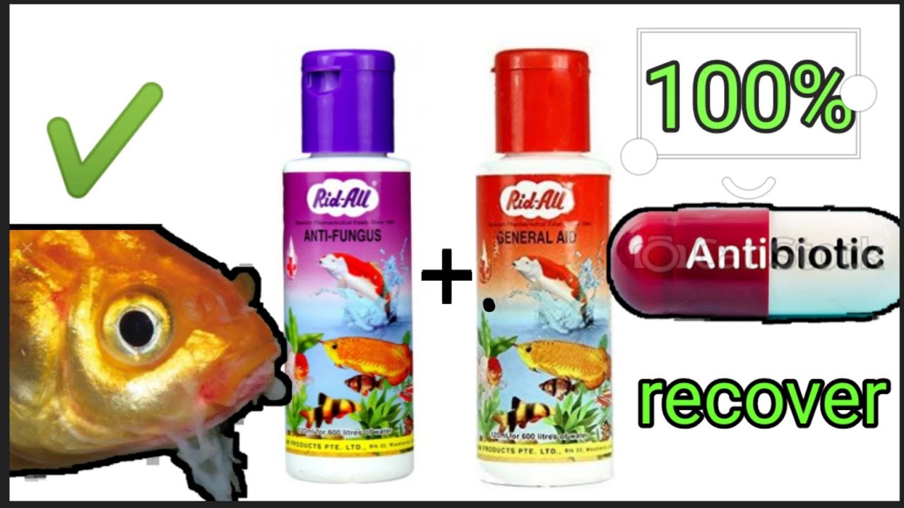all types of aquarium fish red mouth and red fin infection treatment