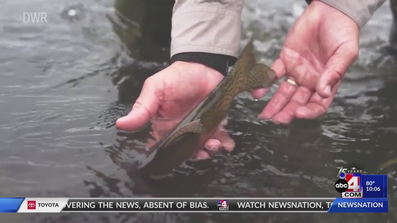 DWR proposes changes to spearfishing, other fishrelated rules YouTube