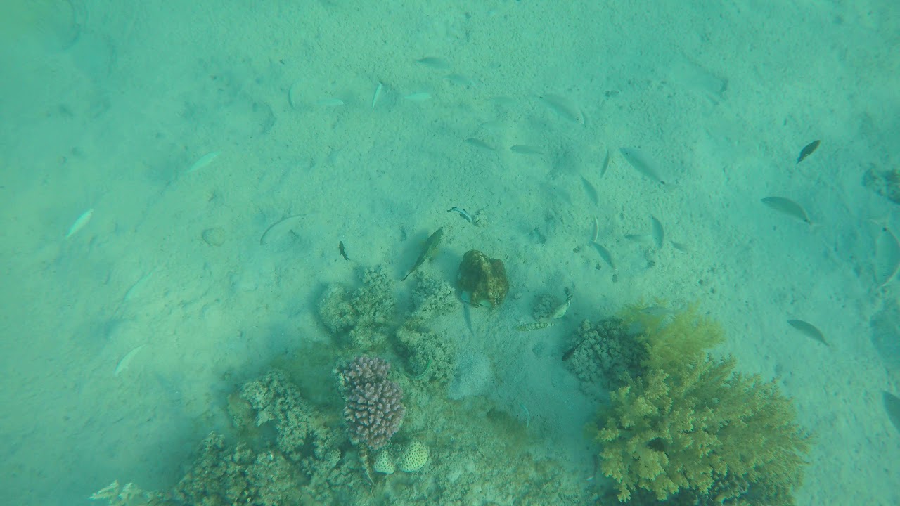 Snorkel in Hurghada, Egypt octopus near beach part 1 Mercure Hotel