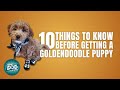 Goldendoodle Puppies | Things You Should Know Before Getting a Goldendoodle Puppy