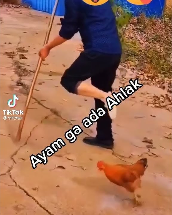 Ayam gak ada akhlak 🤣🤣