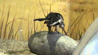 Red-Billed Hornbill Mealworm