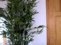 arboles artificiales ficus