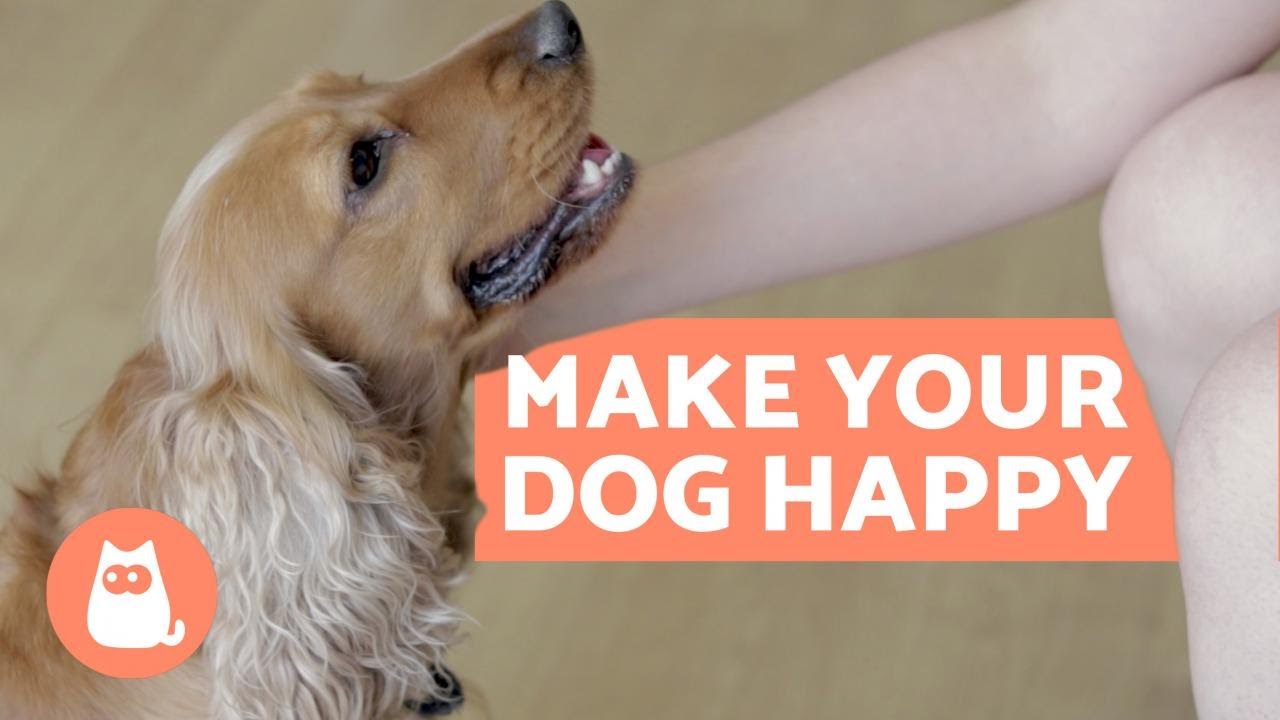 how do dogs make you happy