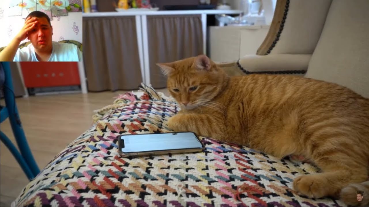 Картинки тигры кота брайна, поздравления днем