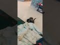 Кошки