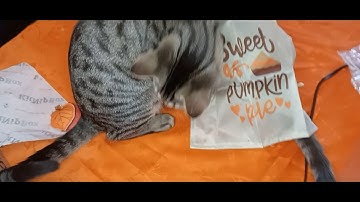 Kitnip unboxing for November 2022 #cattoys #unboxingvideo #kitnipbox