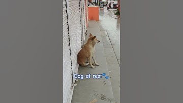 🤫Silence! Snoring in Session 🐾 Do Not Disturb: The Ultimate Doggo Chill Mode! 🐾