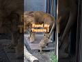 オリトにヨシヨシされるフウ😽🎈はじめての子育て🦁旭山動物園 #shorts #lion