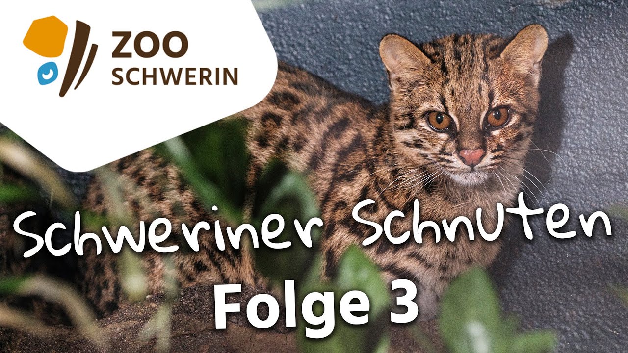 Zoo-Doku - Folge 3 - Schweriner Schnuten - Auf leisen Pfoten