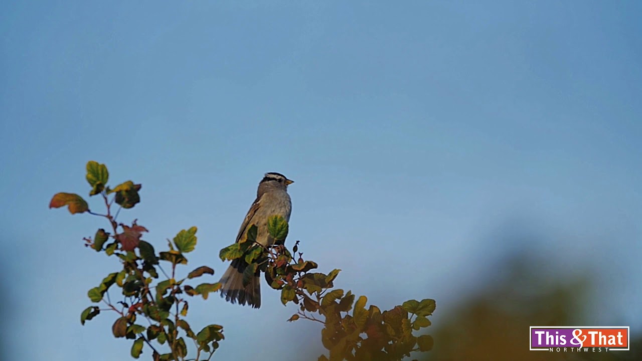 The (Un)Dramatic Bird Take-off - YouTube