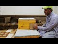 طريقة نقل خليه الى مكان قريب طريقة نقل خليه الى مكان قريب