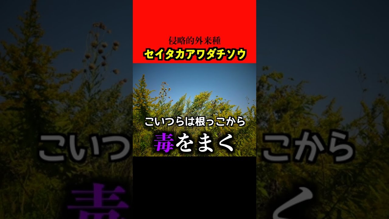 【植物地獄】 P.Hillii Spore #44 (Yot#44) 【artPLANTs】ビカクシダ