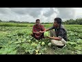 নতুন সবজি ঘিমি ফল চাষ
