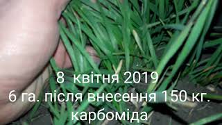 Обзор пшеницы 6 Га