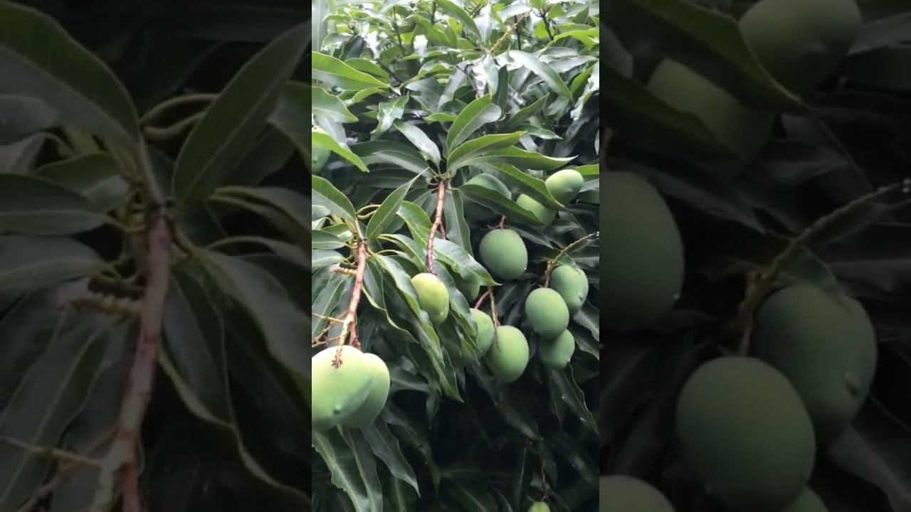 Mango Tree 🥭 (Free Stock Video) 