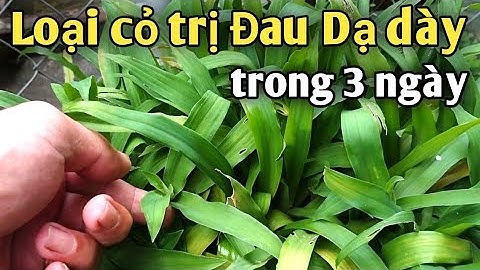 Bài thuốc trị Đau dạ dày rất hay. PHAN HẢI Channel