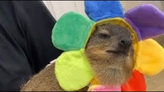 Exellent Funny Hyraxes. Hyrax Core