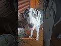 Great Dane v Peas #greatdane #dog #shorts #dogshorts #doglife #funnydogs #cutedog #funnyshorts #pets